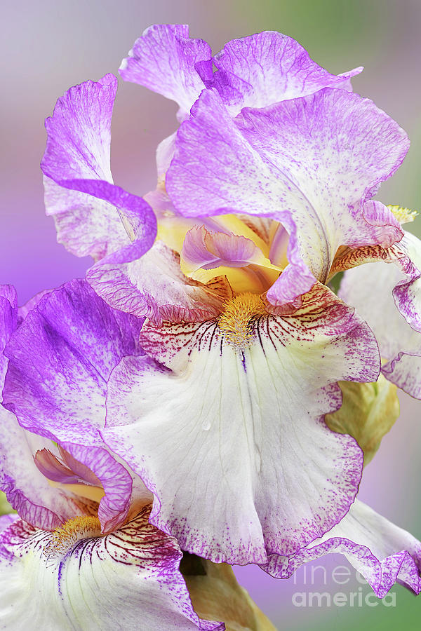 Portrait of Autumn Tryst Bearded Iris Photograph by Regina Geoghan - Pixels