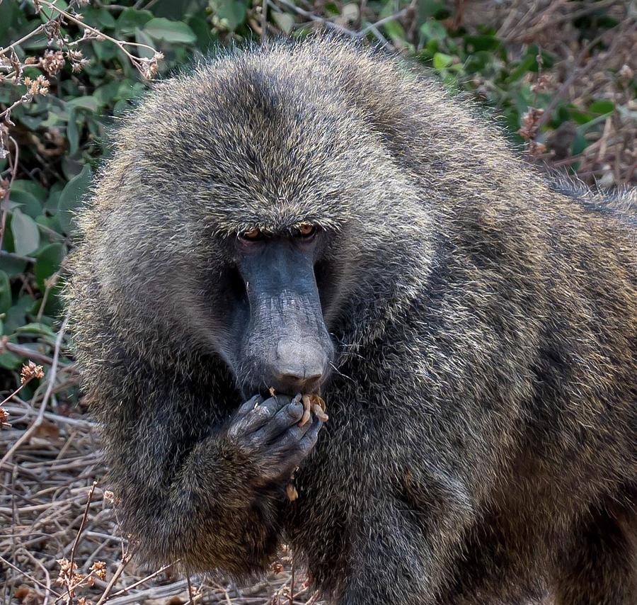 Portrait of a Wild Baboon in Africa Photograph by Mark Stephens - Fine ...