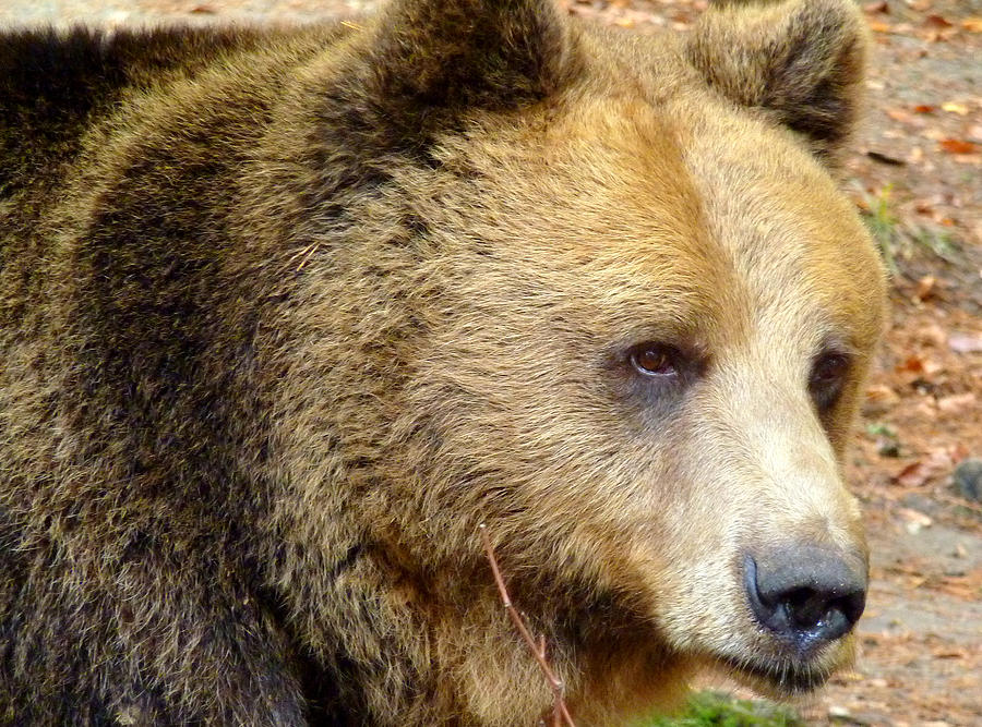 Portrait of Bear in Belitsa, Bulgaria Photograph by Frans Sellies