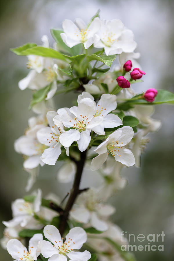 Portrait Of Beautiful White Apple Blossoms Photograph