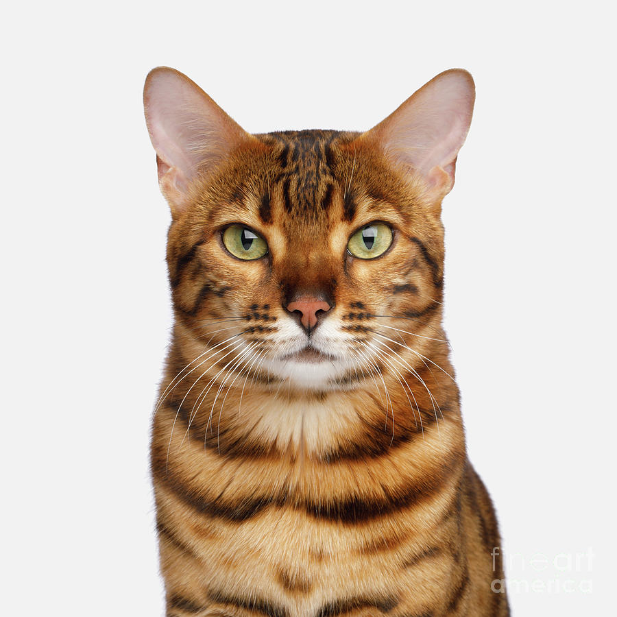 Portrait of bengal cat Photograph by Sergey Taran