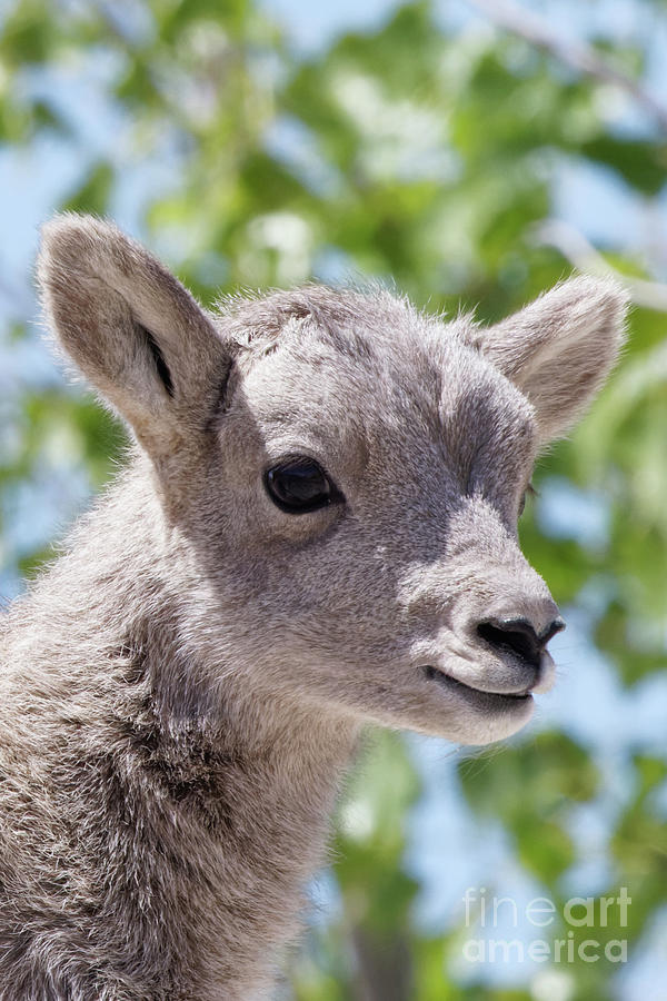 Portrait of Bighorn Lamb Photograph by Natural Focal Point Photography