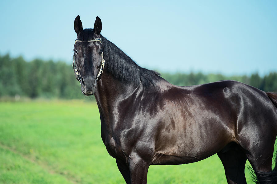 Portrait Of Black Beautiful Horse  At Field Background Photograph by anakondaN