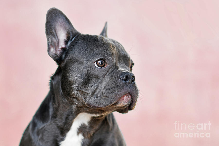 Portrait of black French Bulldog dog with long nose Photograph by Firn ...