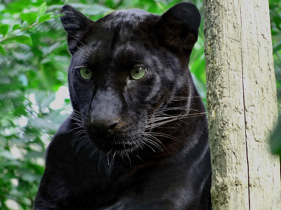 Portrait of black panther, France Photograph by Jany