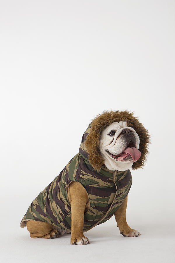 Portrait of British Bulldog in dog jacket Photograph by Compassionate Eye Foundation/David Leahy