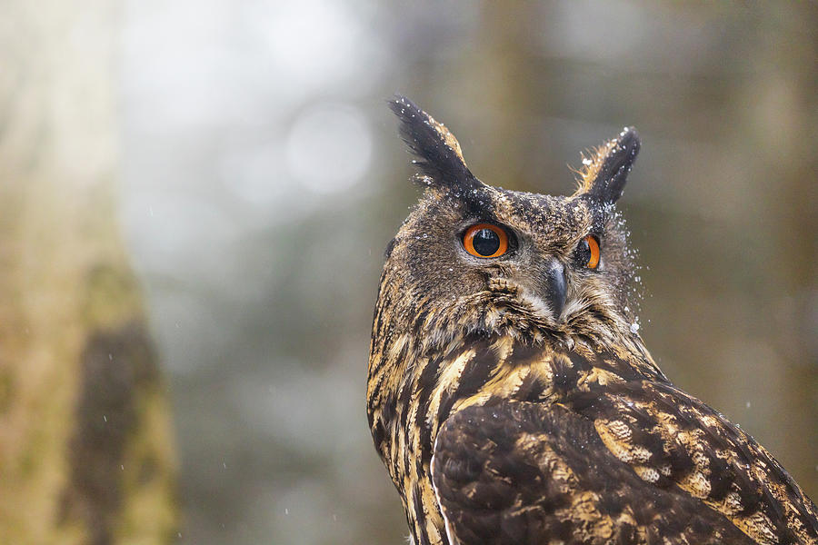 Portrait Of Brown Owl Closeup Photograph