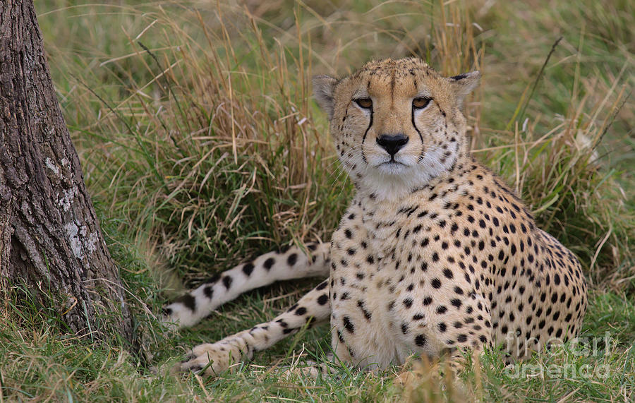 Portrait Of Cheetah Sitting Alert In Grass In The Wild Savannah Of The Masai Mara, Kenya Photograph by Nirav Shah