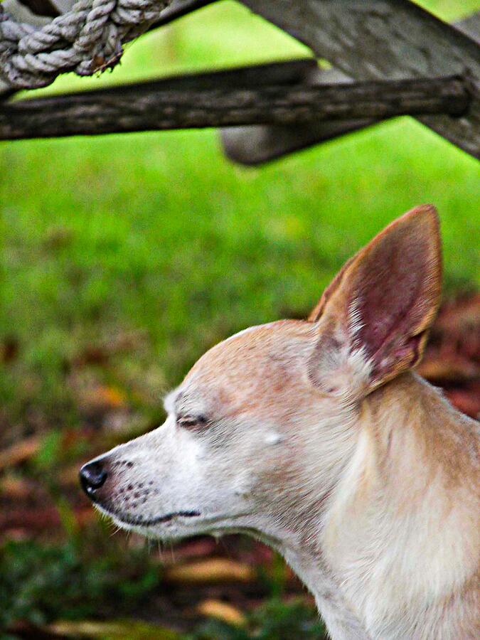 Portrait of Chihuahua Chiqui 12 Photograph by Miss Pet Sitter