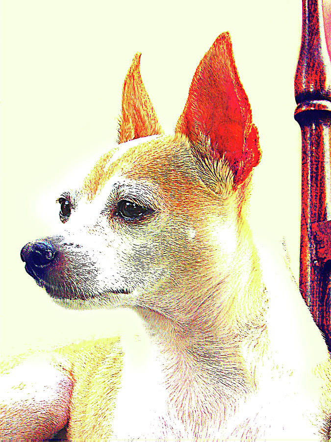 Portrait of Chihuahua Chiqui 2 Digital Art by Miss Pet Sitter