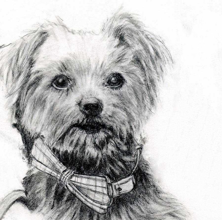 Dog Portrait Art Print Drawing by Barbara J Hart