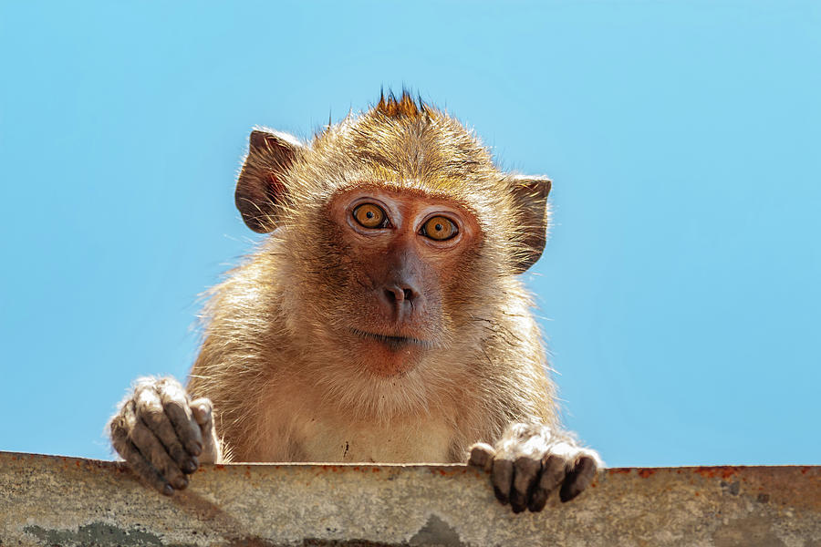 Portrait of Crab-eating Macaque Photograph by Artur Bogacki