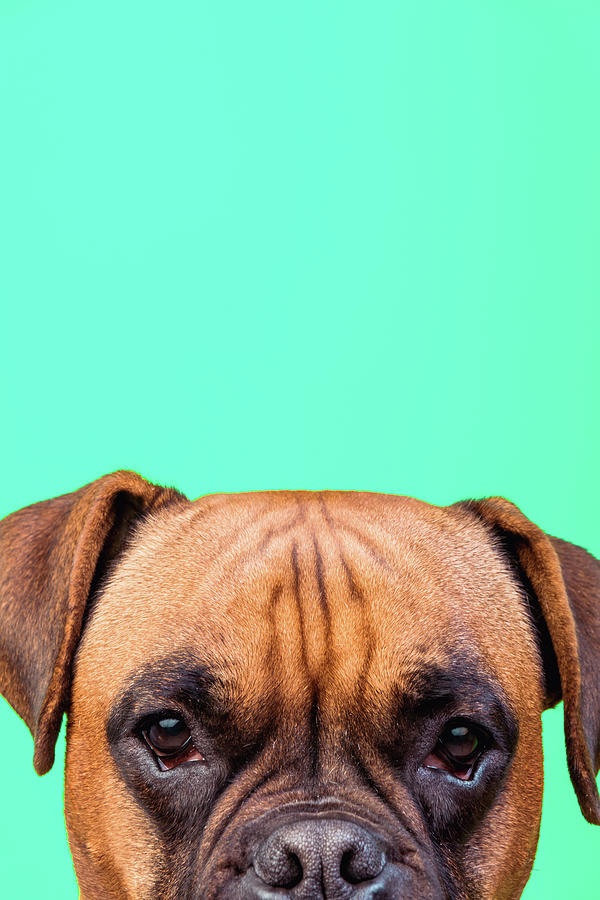 Portrait of cute boxer dog on colorful backgrounds Photograph by ...