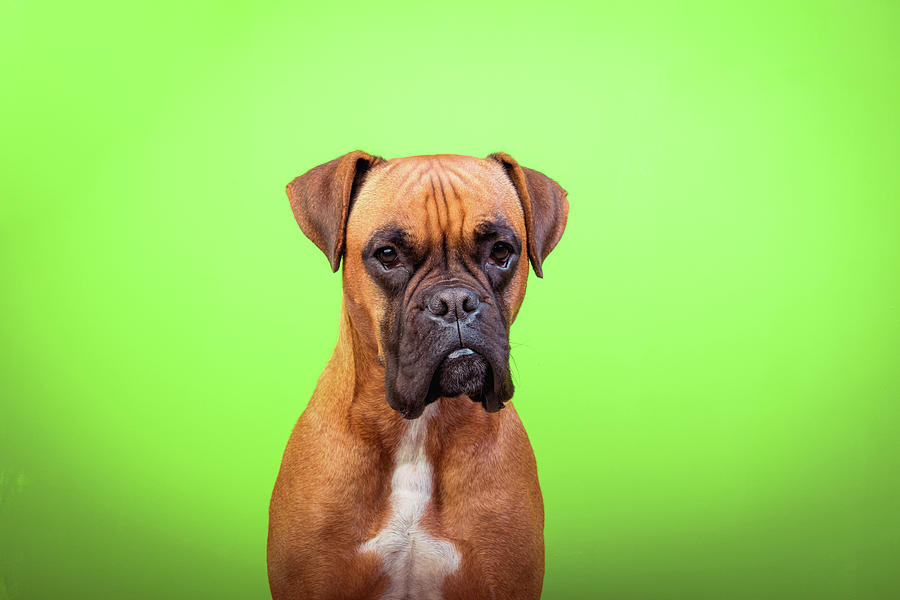 Portrait of cute boxer dog on colorful backgrounds, green ...