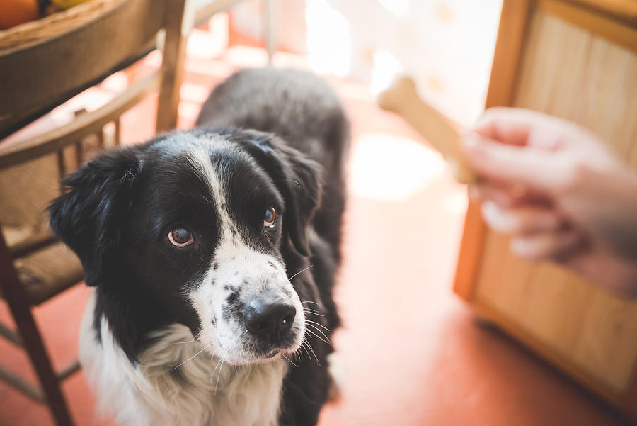 Portrait of dog staring at owners hand and dog biscuit Photograph by Eugenio Marongiu