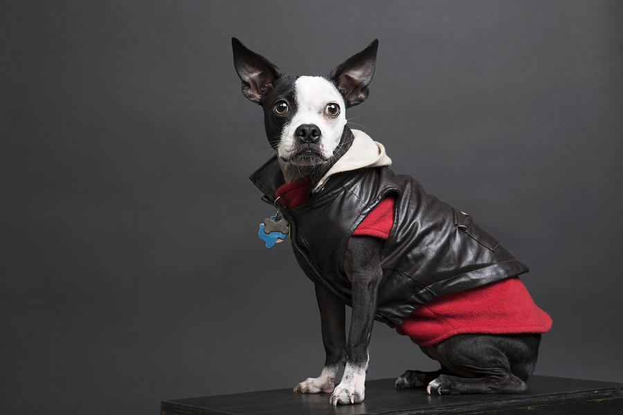 Portrait of dog wearing leather jacket Photograph by Jason Griego