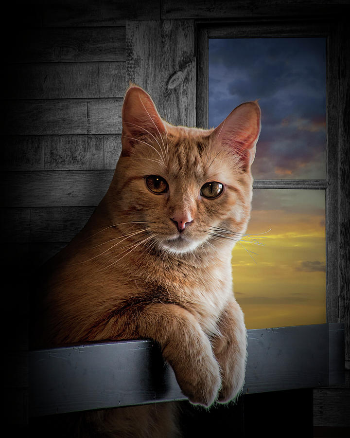 Portrait of Domestic Cat looking at the Viewer Photograph by Randall Nyhof