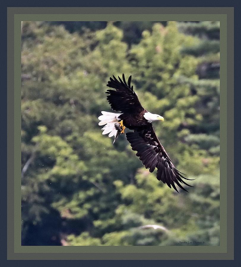 Portrait of  Eagle in Fight with Fish Photograph by Sandra Huston