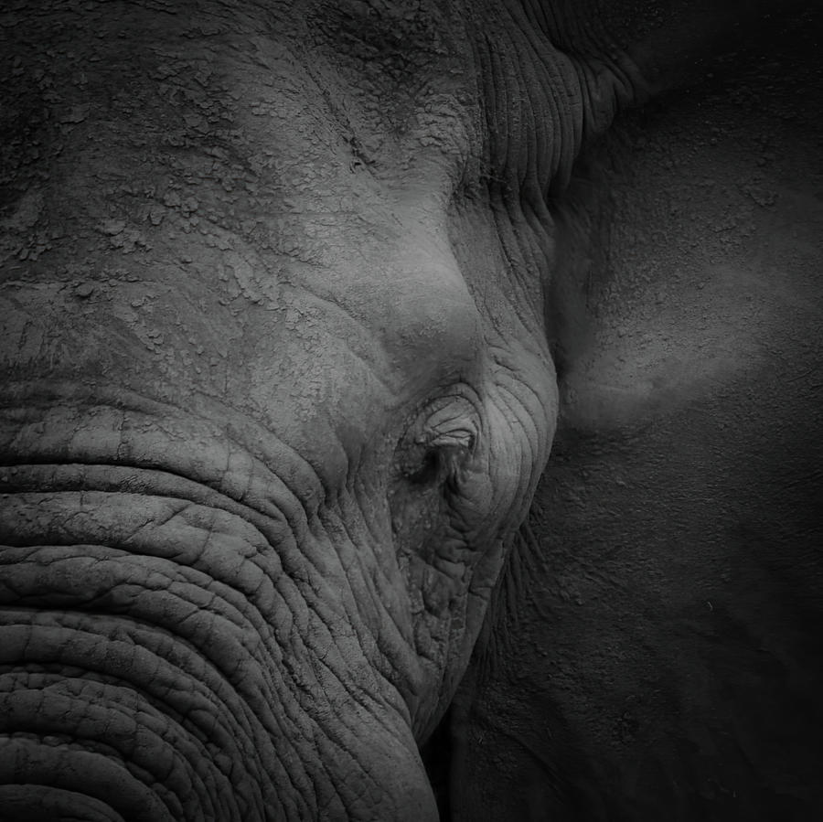 Portrait of Elephant in Black and White Photograph by Rebecca Herranen