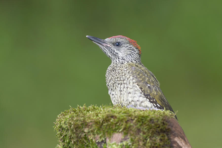 Portrait of European green woodpecker (Picus virdis) Photograph by Paolino Massimiliano Manuel