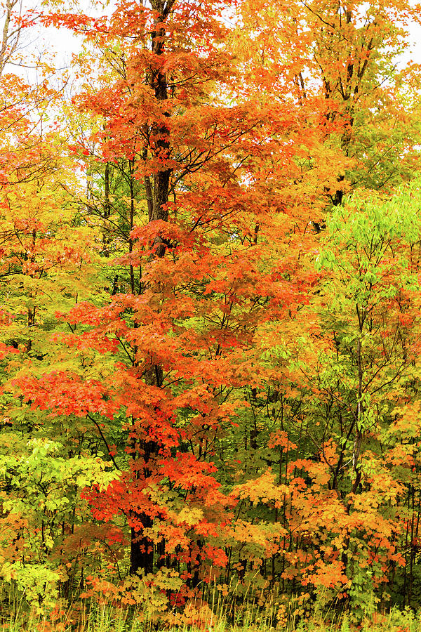 Portrait of Fall Colors Photograph by Terri Morris - Fine Art America