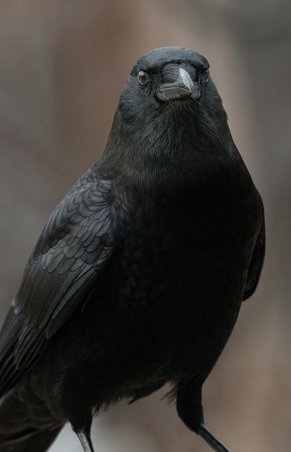 Portrait Of Father Crow Photograph