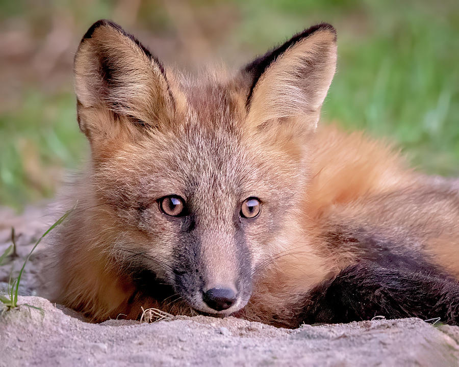 Portrait of Fox Kit Photograph by Jack Bell