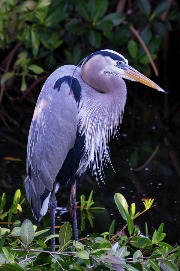 Portrait of great blue heron standing in foliage Photograph by Bob ...