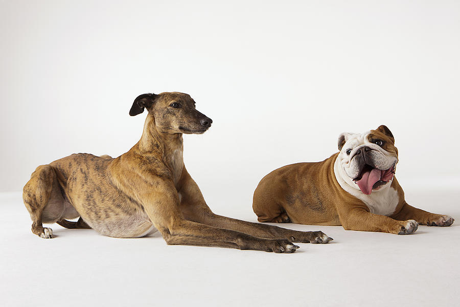 Portrait of Greyhound and British Bulldog Photograph by Compassionate Eye Foundation/David Leahy