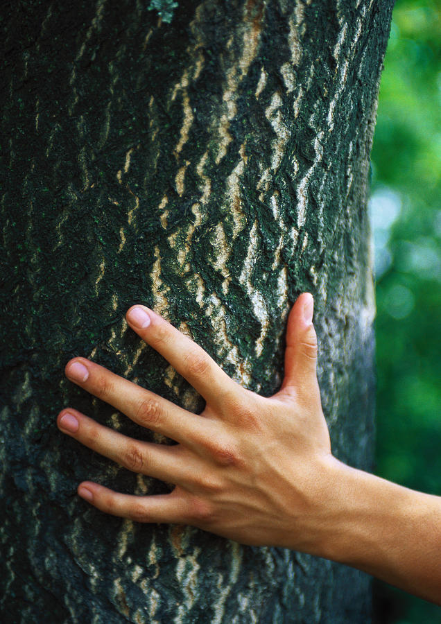 Portrait of hand touching tree Photograph by Sanna Lindberg