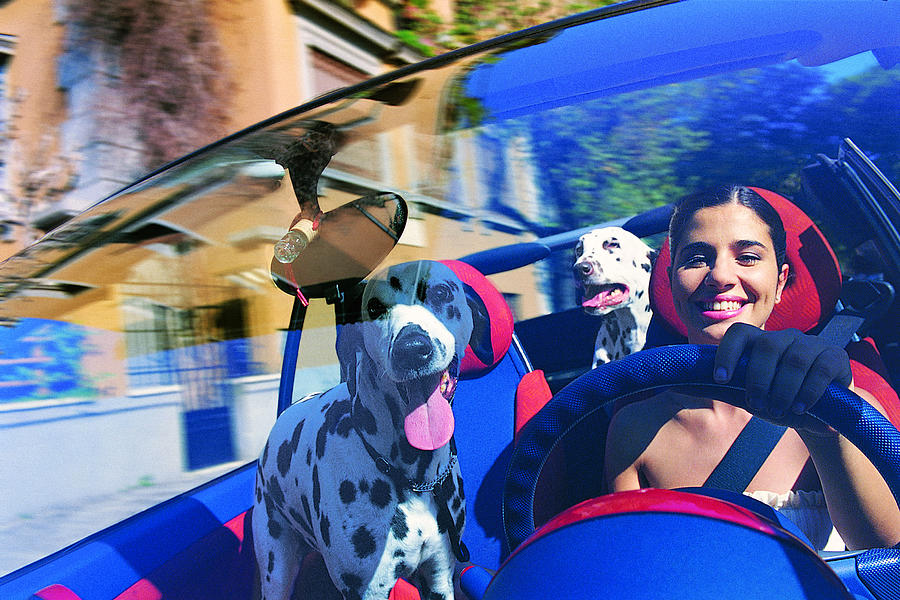 Portrait of Hispanic Woman in Her Car With Two Dalmatians Photograph by Michelangelo Gratton