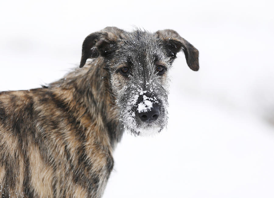 Portrait of Irish Wolfhound puppy with snow on snout Photograph by Westend61