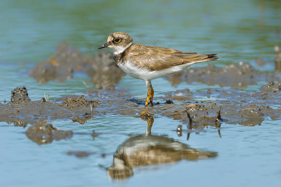 Portrait of Little Ringed Plover Photograph by Kajornyot