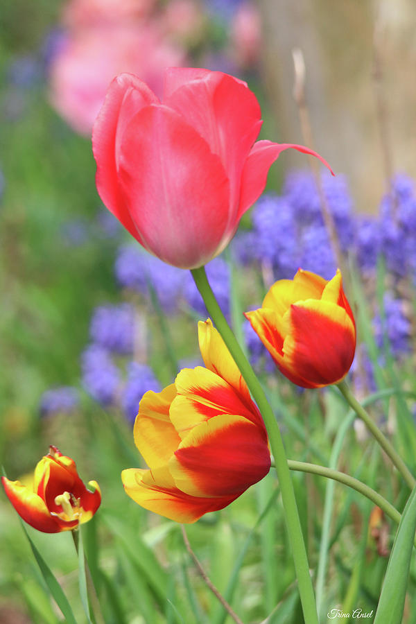 Portrait of Lovely Tulips Photograph by Trina Ansel