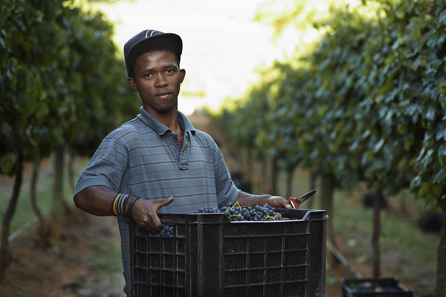 Portrait of male worker carrying box on vinyard Photograph by Klaus Vedfelt