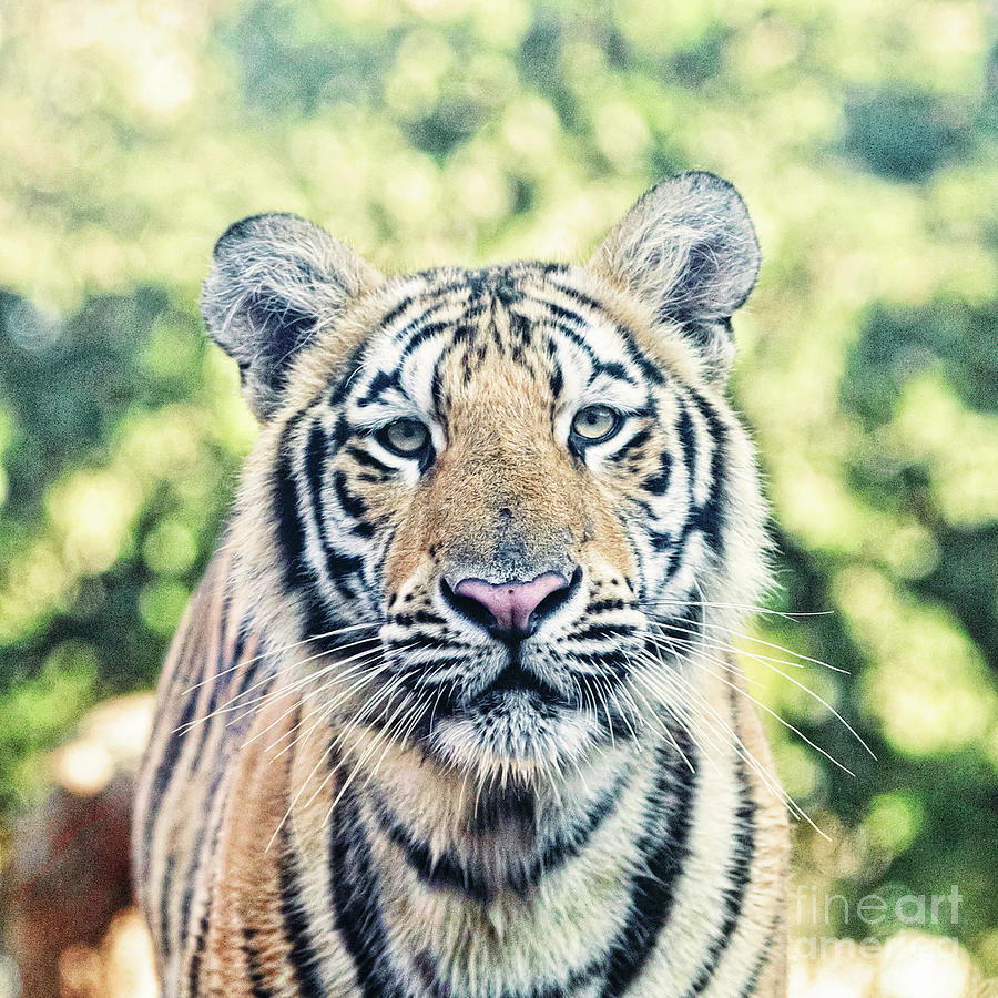 Nature Photograph - Portrait of Mike VII - square by Scott Pellegrin