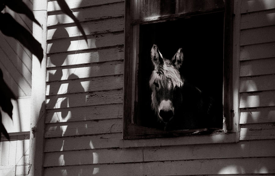 Donkey Photograph - Portrait of Molly by Wayne King