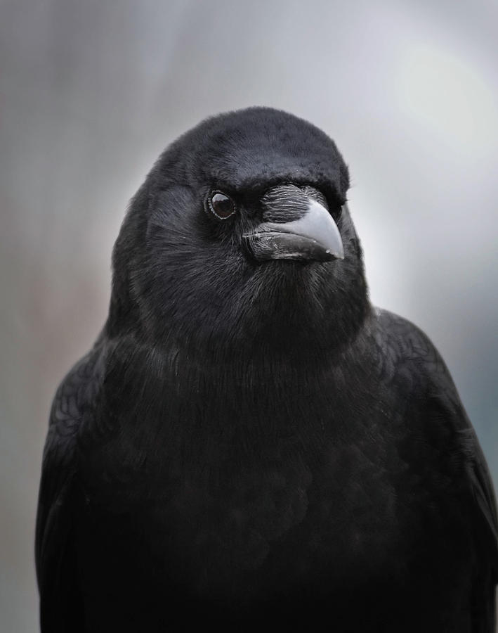 Portrait of Mother Crow Photograph by Rae Ann  M Garrett