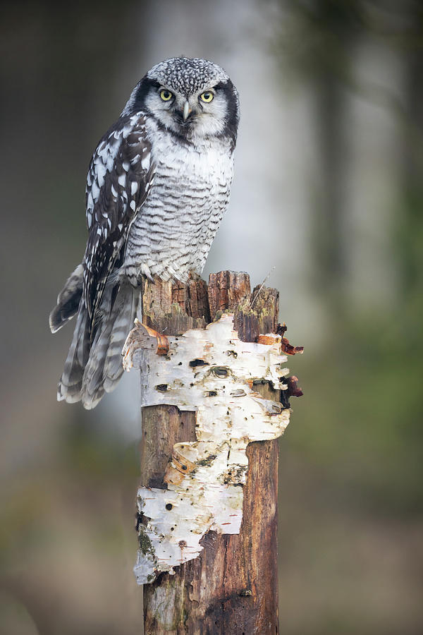 Portrait of Northern hawk owl Surnia ulula . Vertically