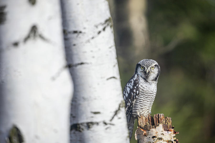 Portrait of Northern hawk owl. Surnia ulula in birch forest