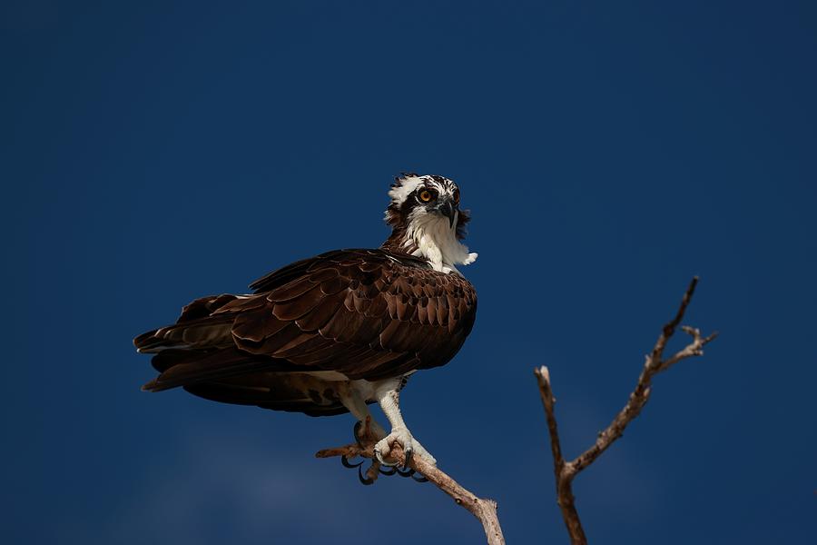 Portrait of Osprey Photograph by Mingming Jiang
