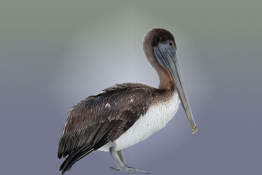 Portrait of Pelican  Photograph by Mingming Jiang