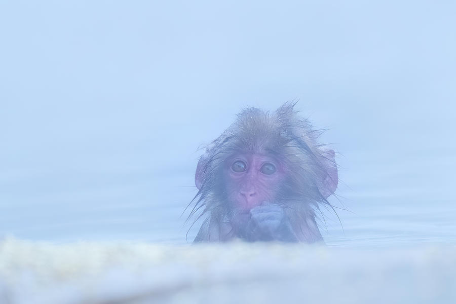 Portrait of Snow monkey - Japanese Macaque Baby Photograph by Kiran Joshi