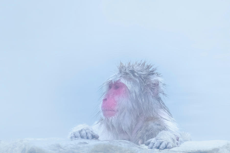 Portrait of Snow monkey - Japanese Macaque Photograph by Kiran Joshi