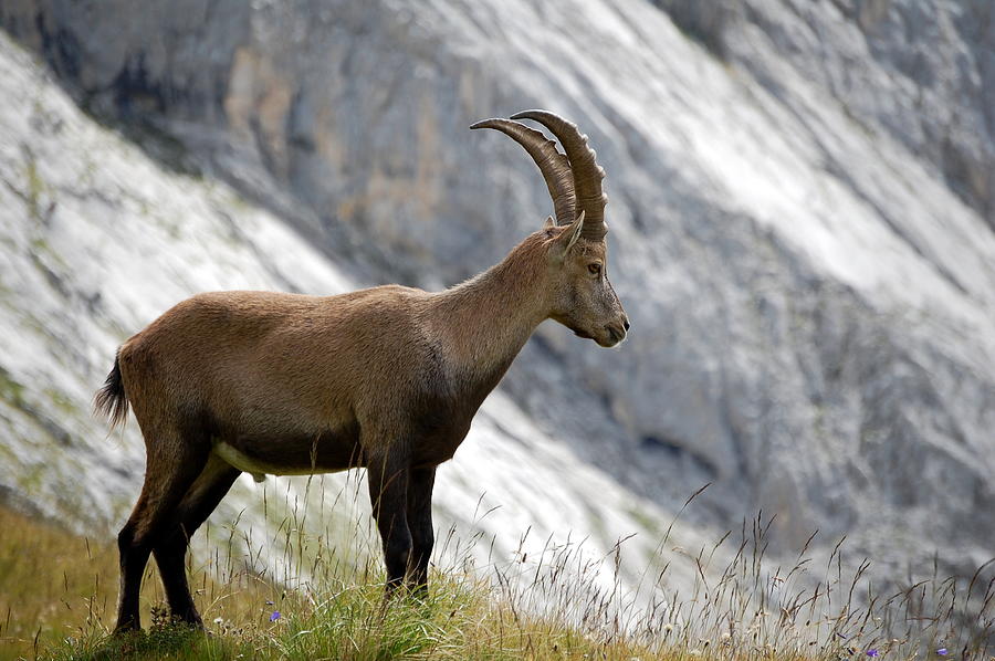 Portrait of standing Alpine ibex (Capra ibex) Photograph by Aurélien Autier