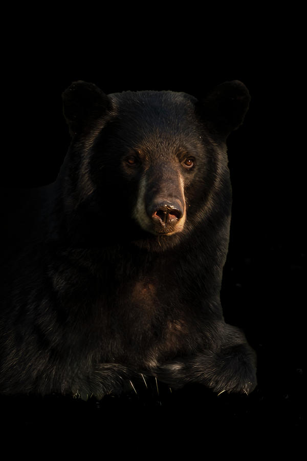 Portrait of the Black Bear Photograph by Sandra Js