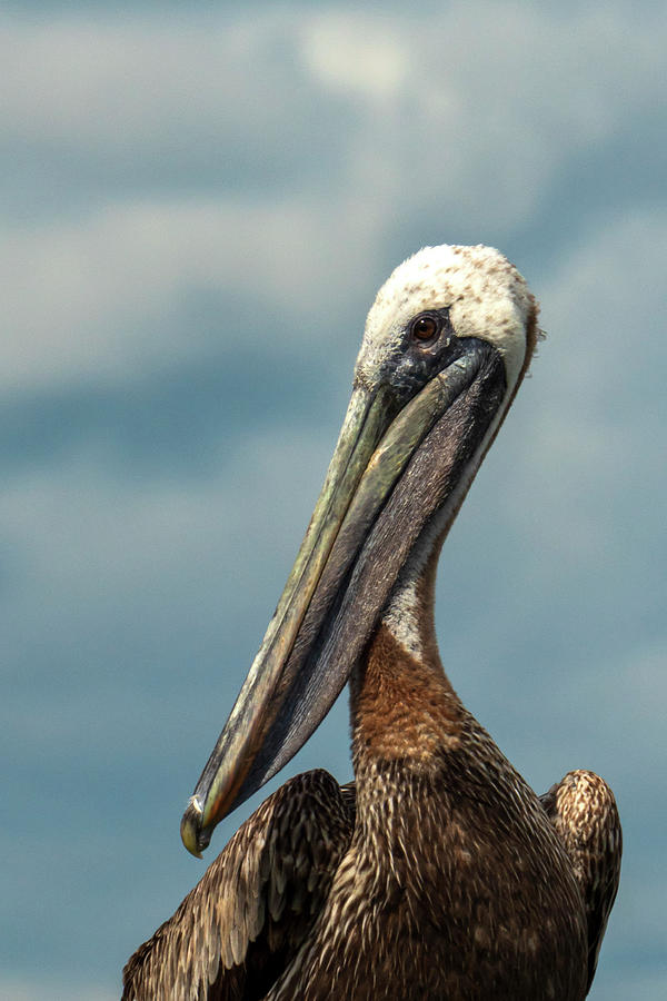 Portrait of the Brown Pelican Photograph by Sandra Js