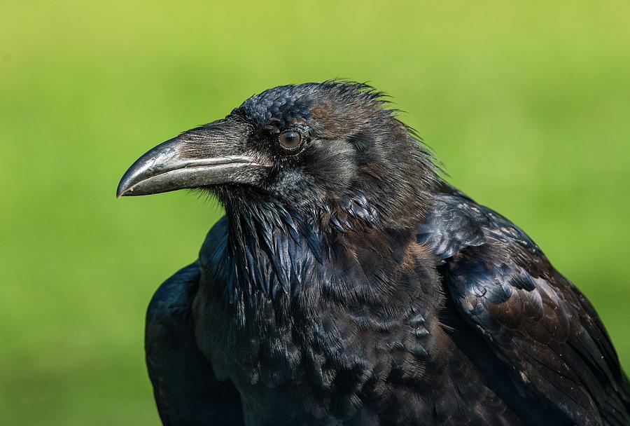 Portrait of the Common Raven Photograph by Ray Whitt - Fine Art America