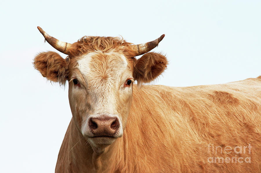 Cow Photograph - Portrait of the cow by Michal Boubin