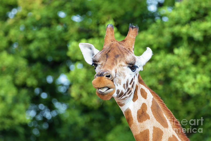 Portrait of the endangered Rothschild giraffe, Giraffa camelopar Photograph by Jane Rix